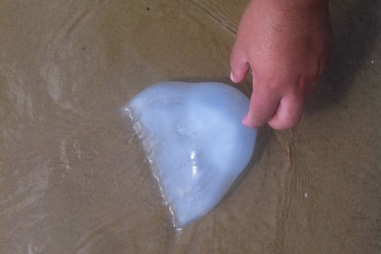   أسراب من قناديل البحر تستعد لغزوّ الشاطئ - وصيادو ميناء يافا يحذرّون الأهالي